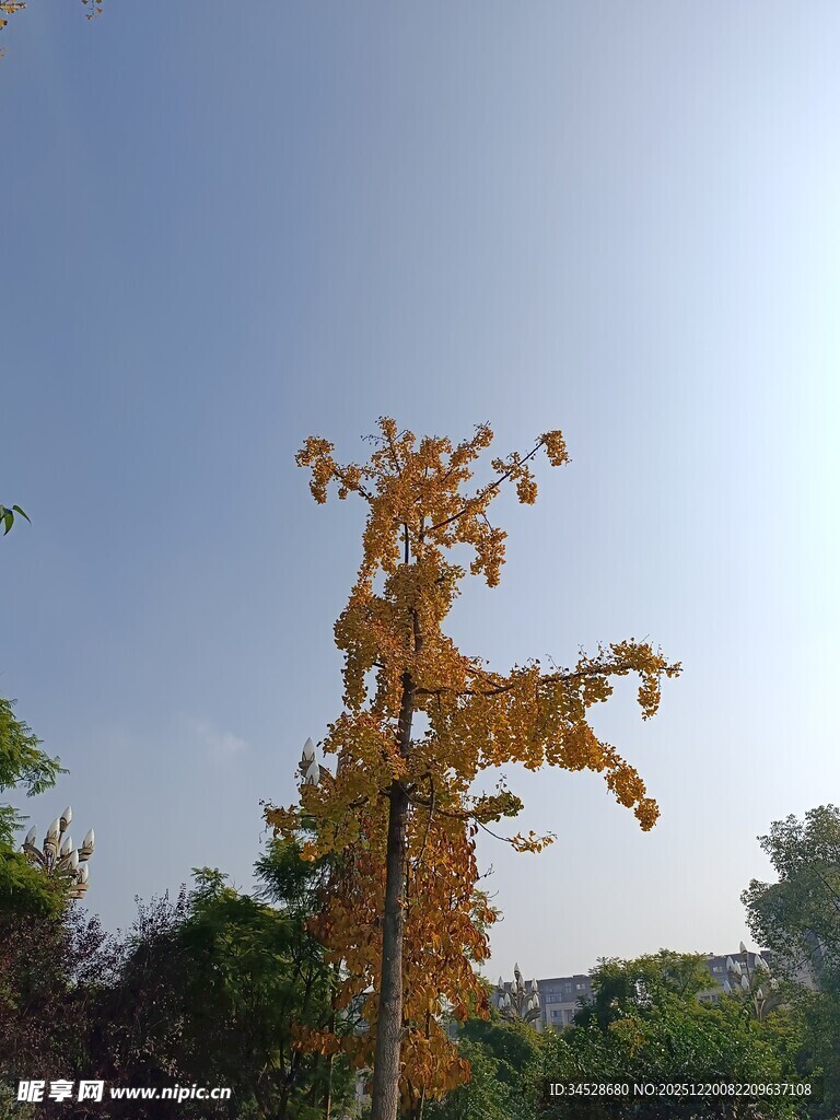 秋日枝头黄叶随风摇曳