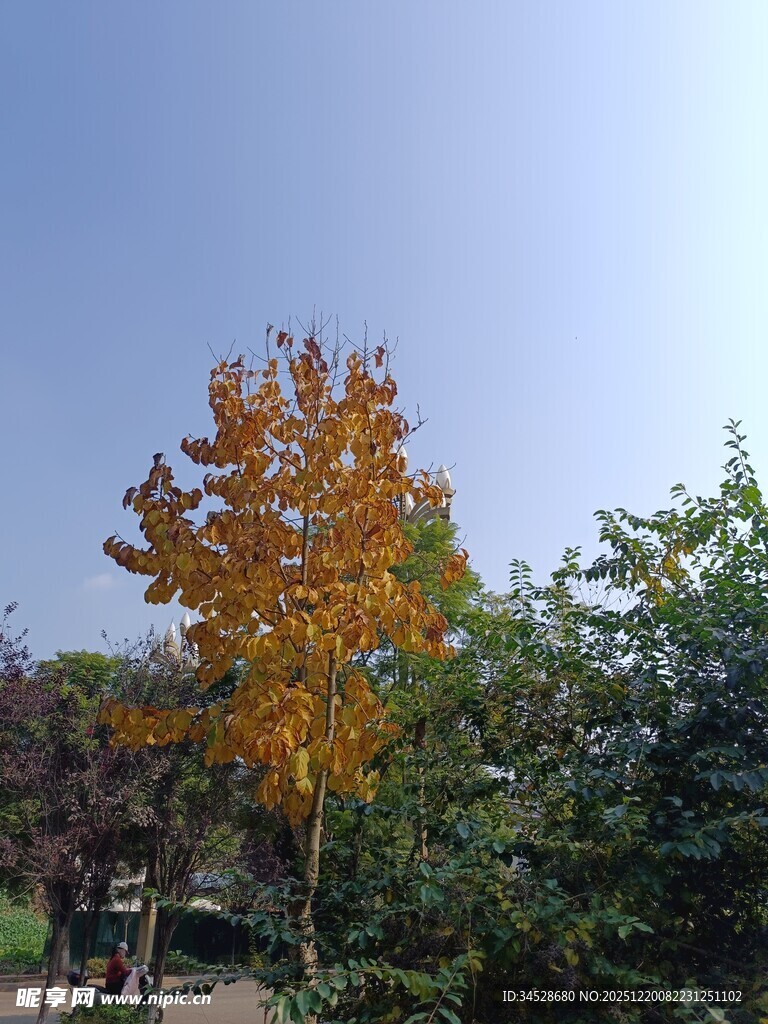 秋日金黄树木风景图