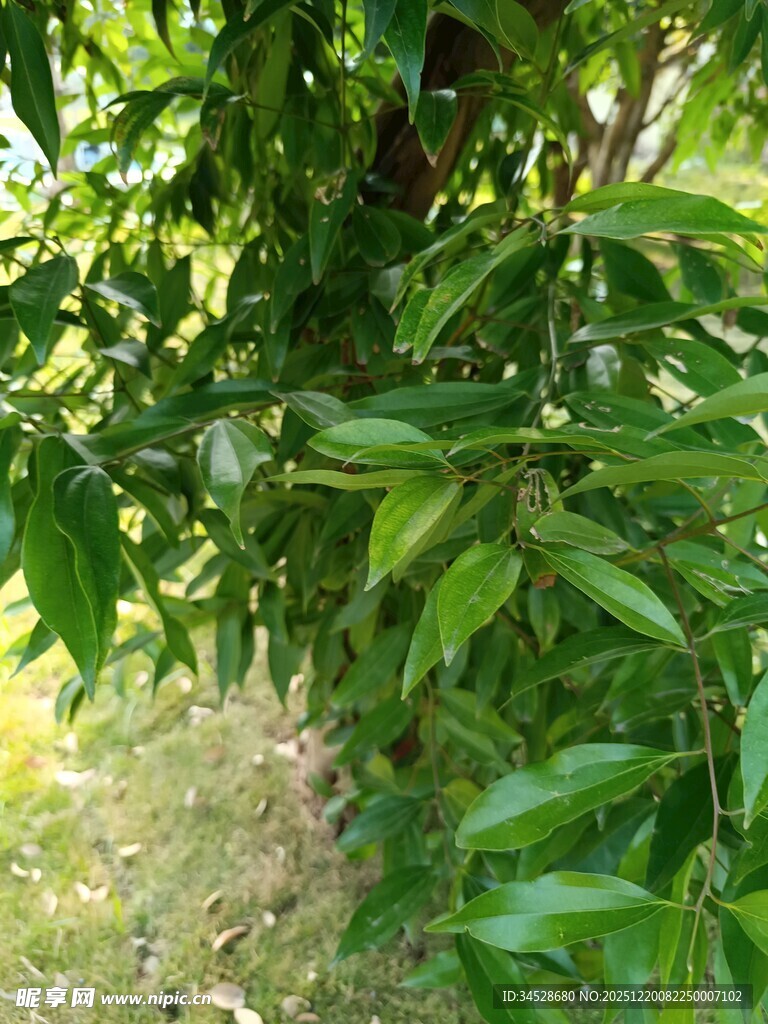 绿叶繁茂的树枝