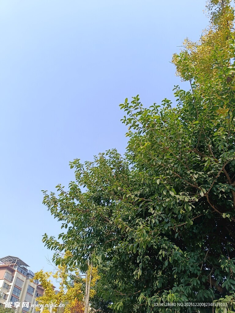 蓝天绿树旁的建筑一角