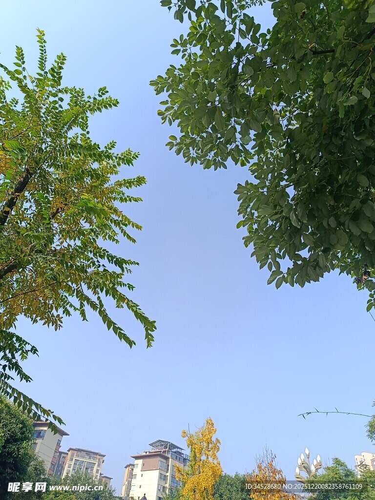 仰视绿树蓝天间的建筑