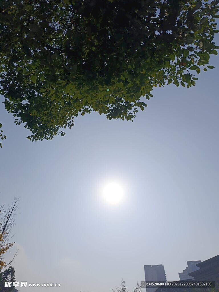 阳光下的绿树与城市天际