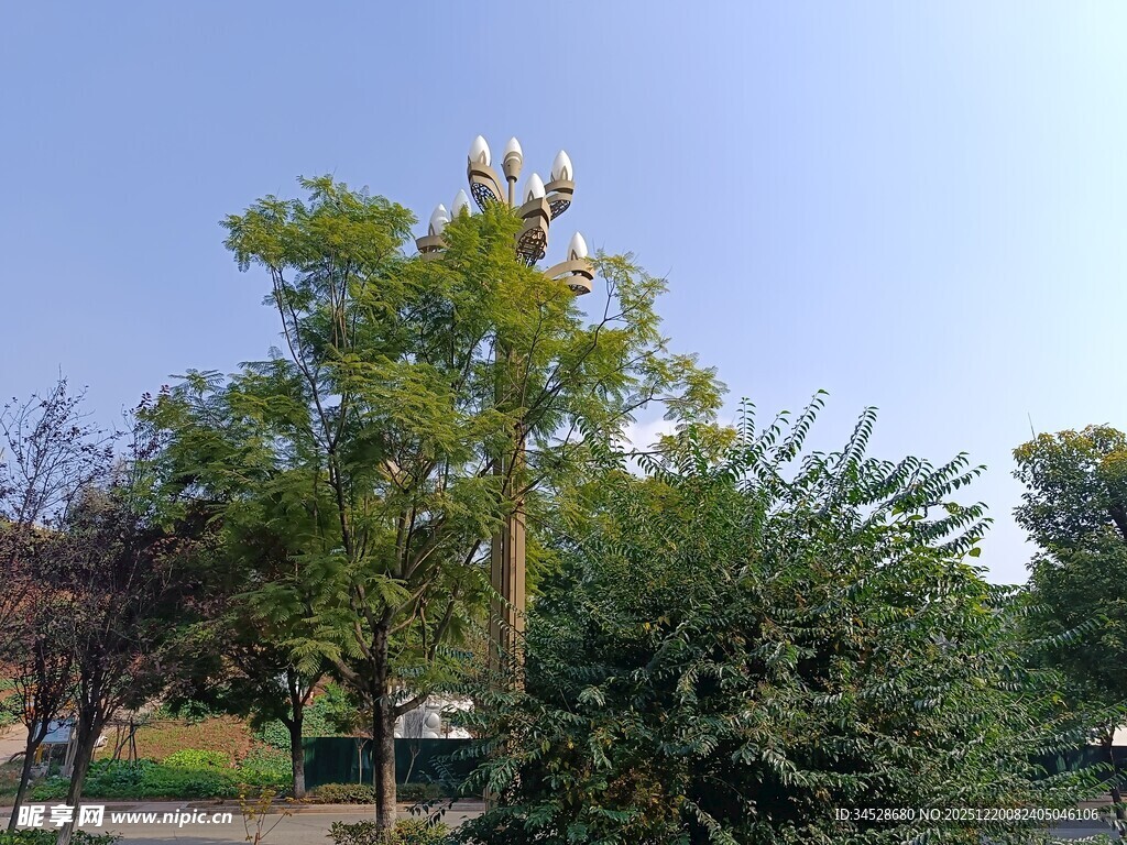 户外绿树蓝天景致