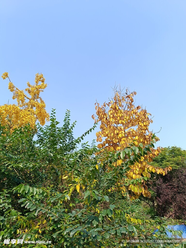 秋日斑斓树木景致