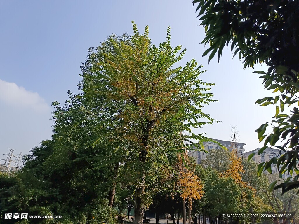 秋日公园绿树景致