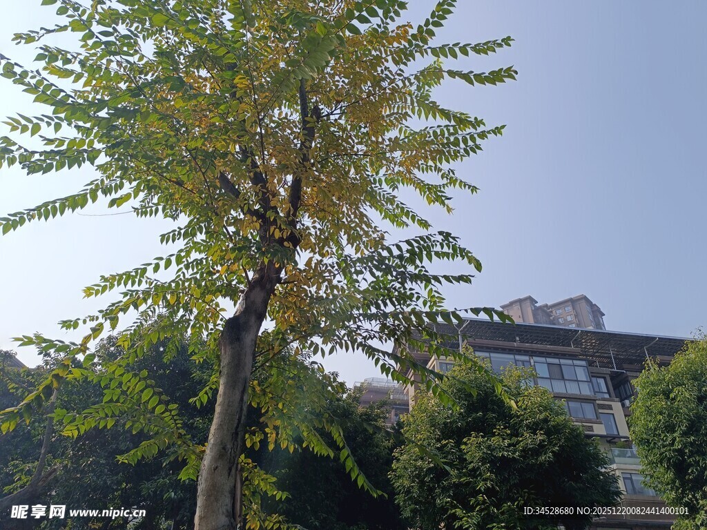 户外绿树与建筑景观