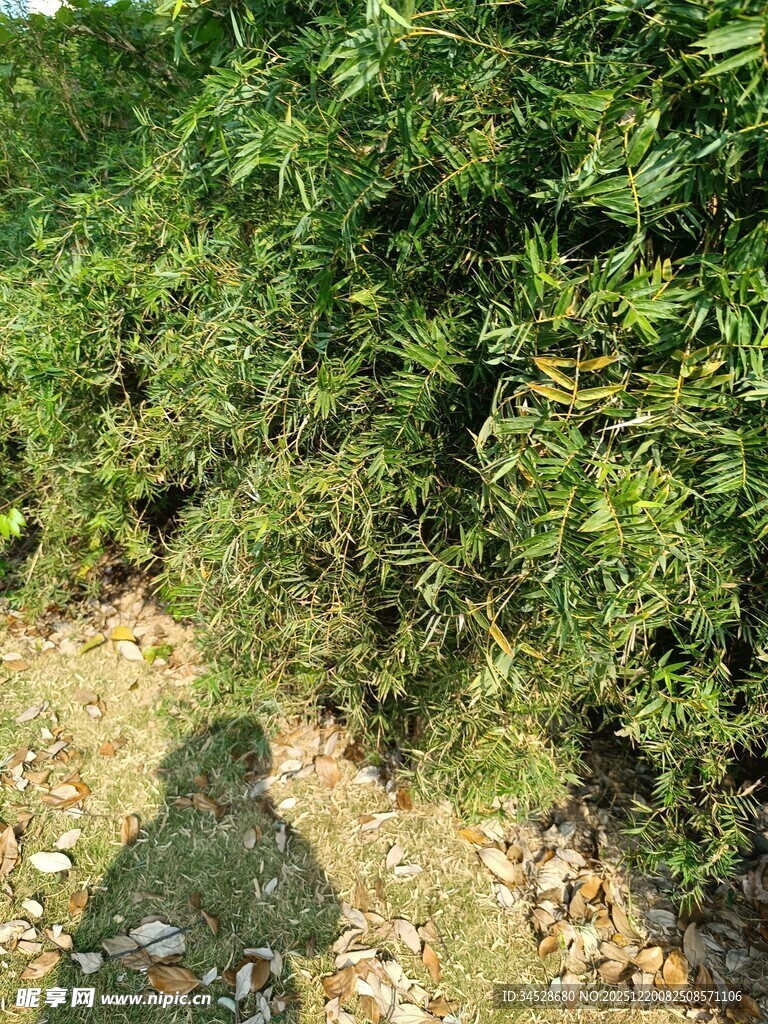 茂密绿植下的地面阴影