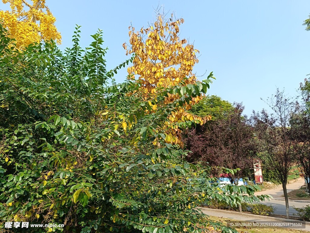 秋日园林绿植景观