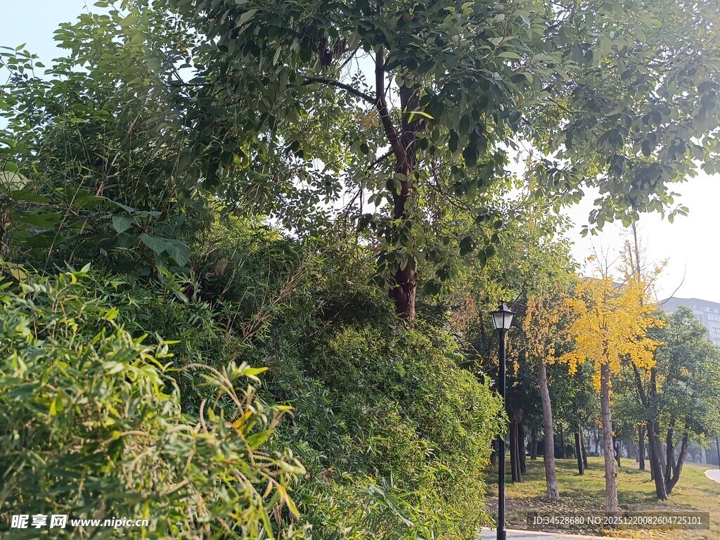 秋日林间绿意与黄叶景致