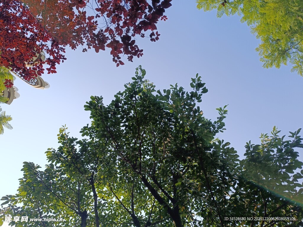 仰视多彩树木与蓝天