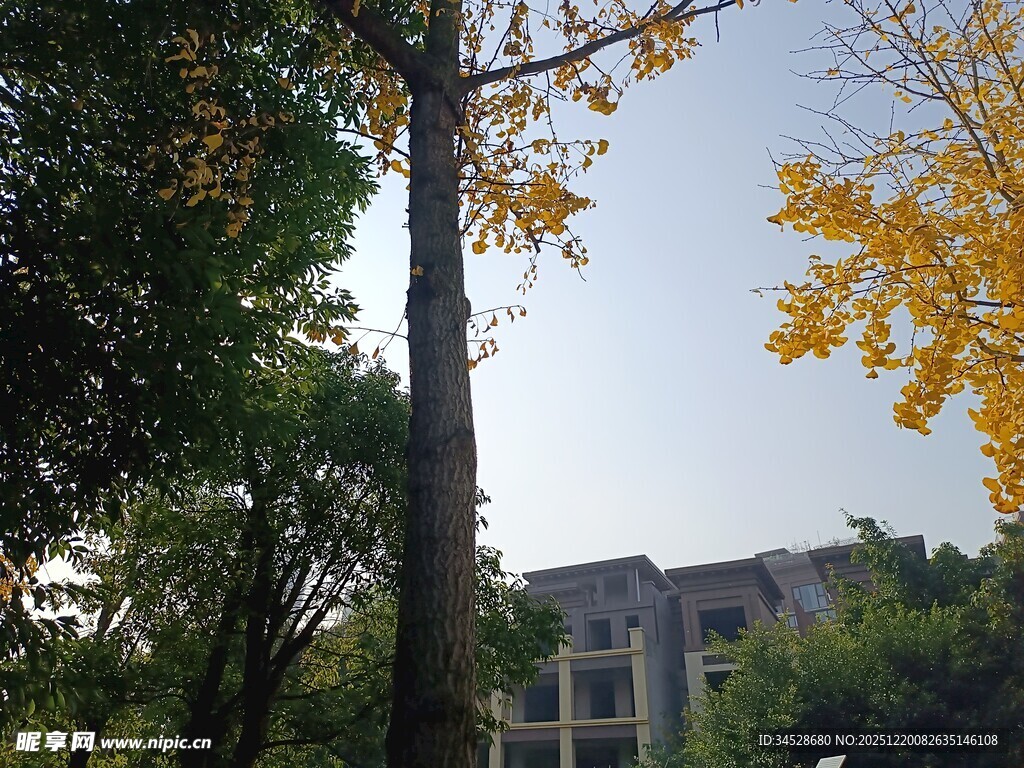 秋日校园树木与建筑景致