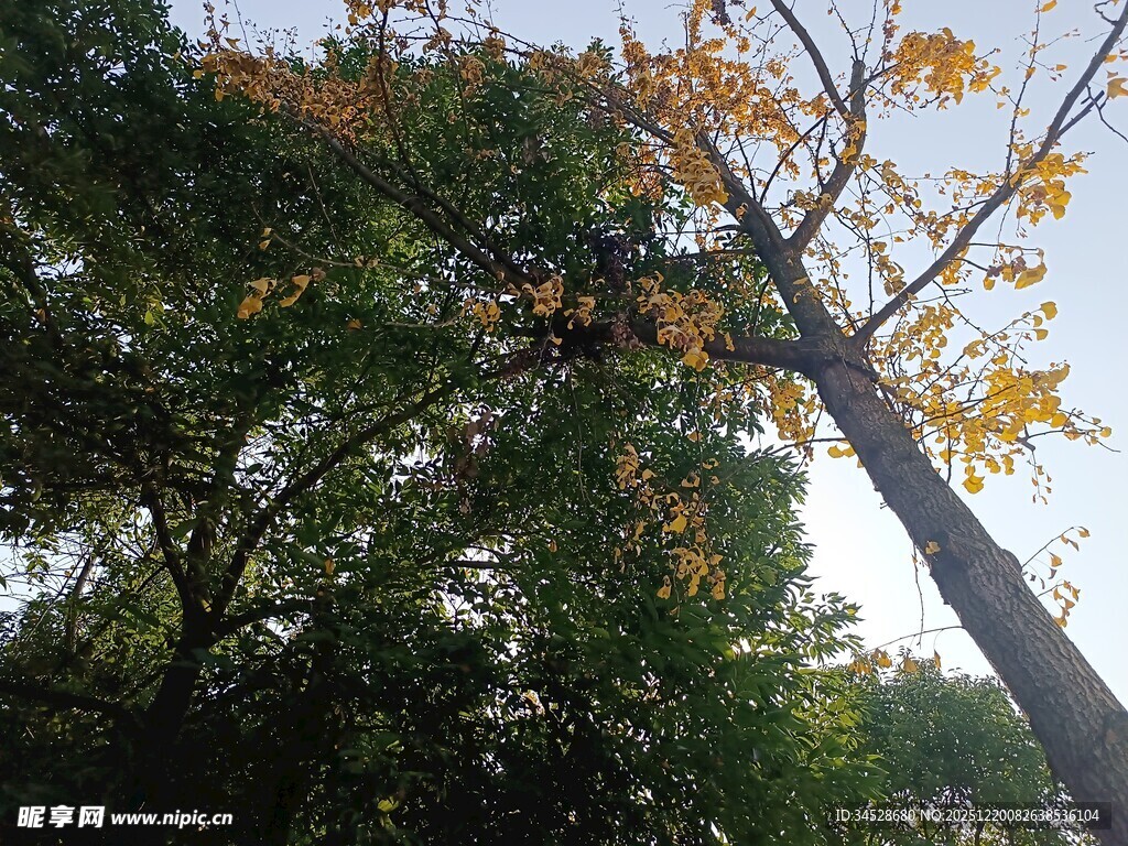 秋日林间树木景致