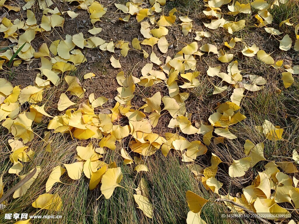 金黄落叶铺就秋日美景