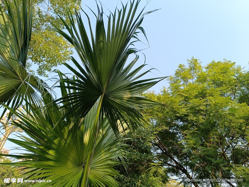 翠绿棕榈树与蓝天绿树
