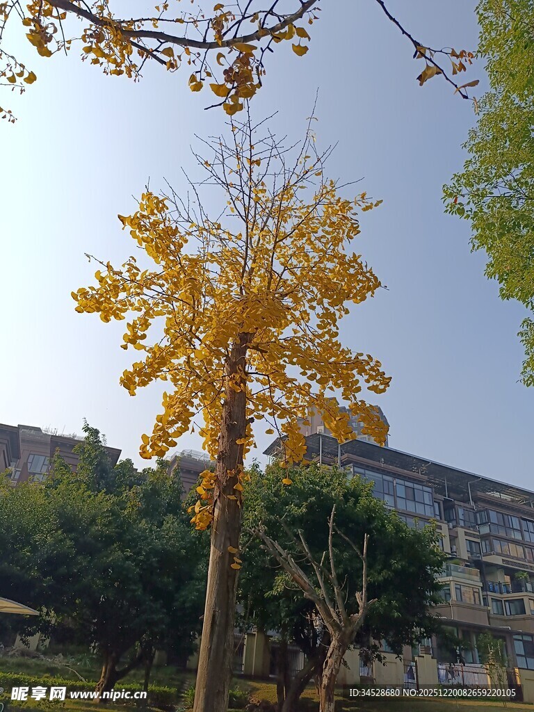 秋日校园里的金黄银杏树