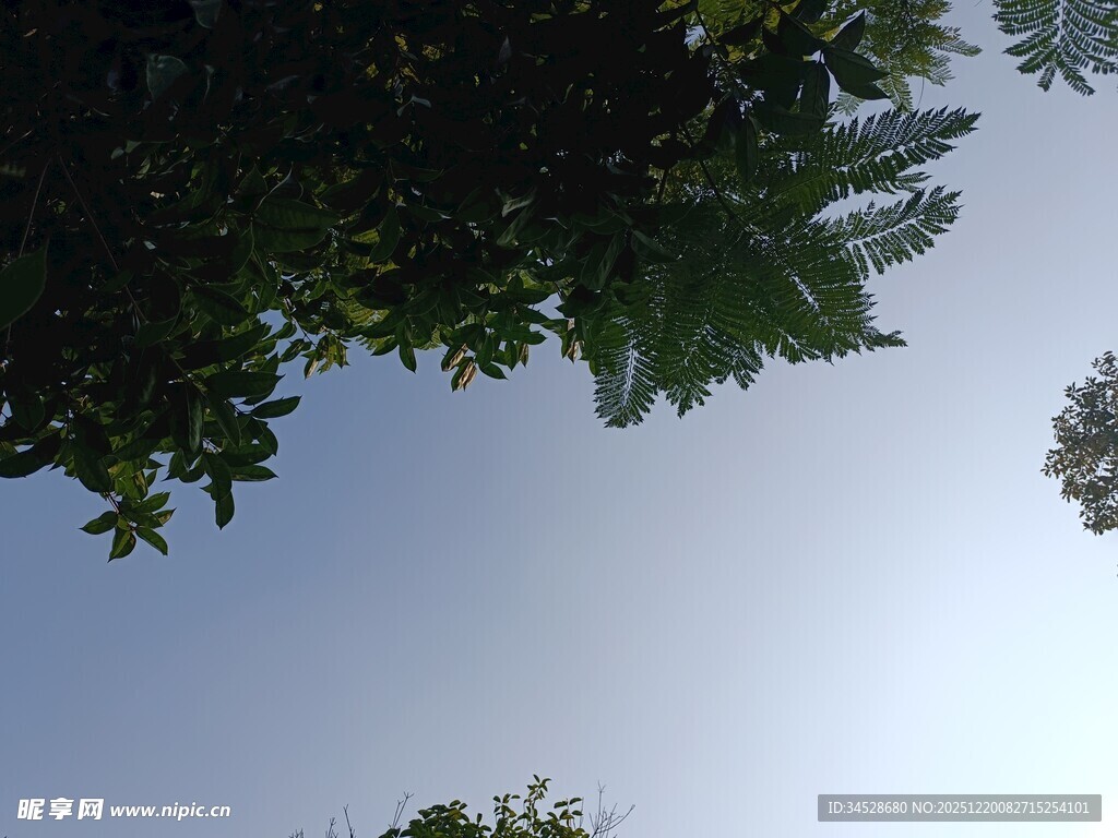 仰视树冠下的晴朗天空