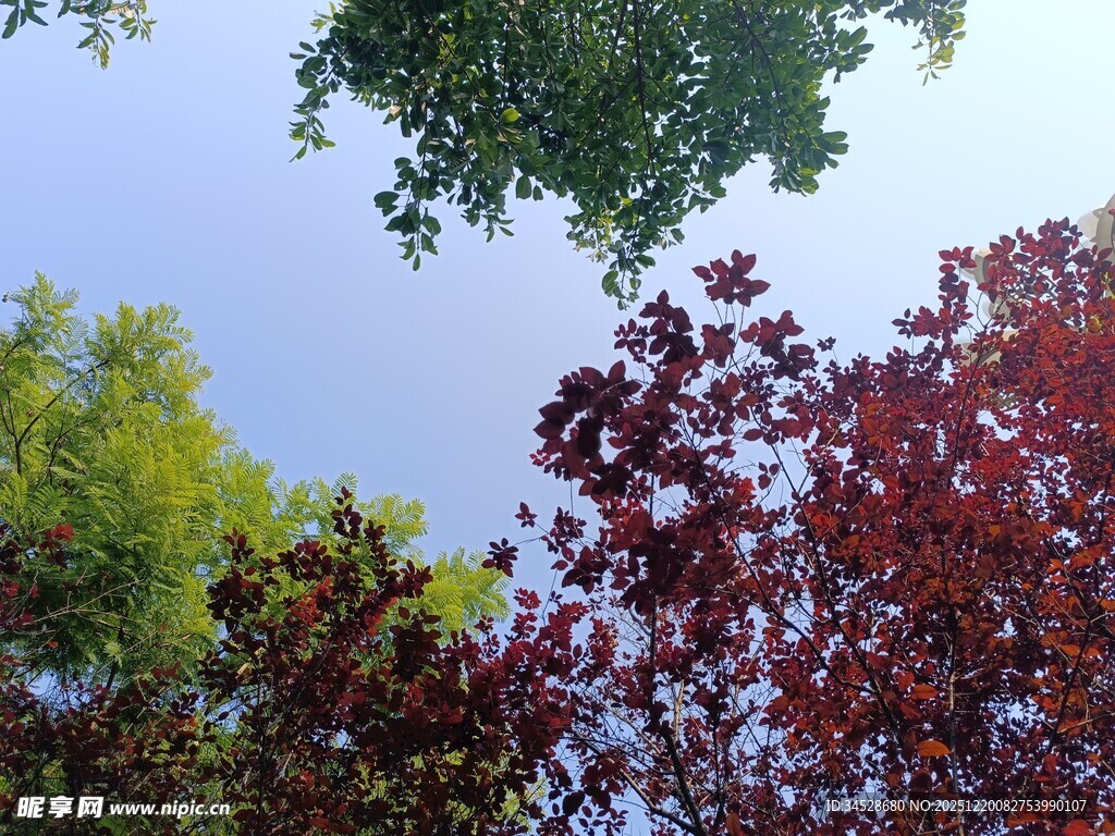 多彩树木映衬蓝天