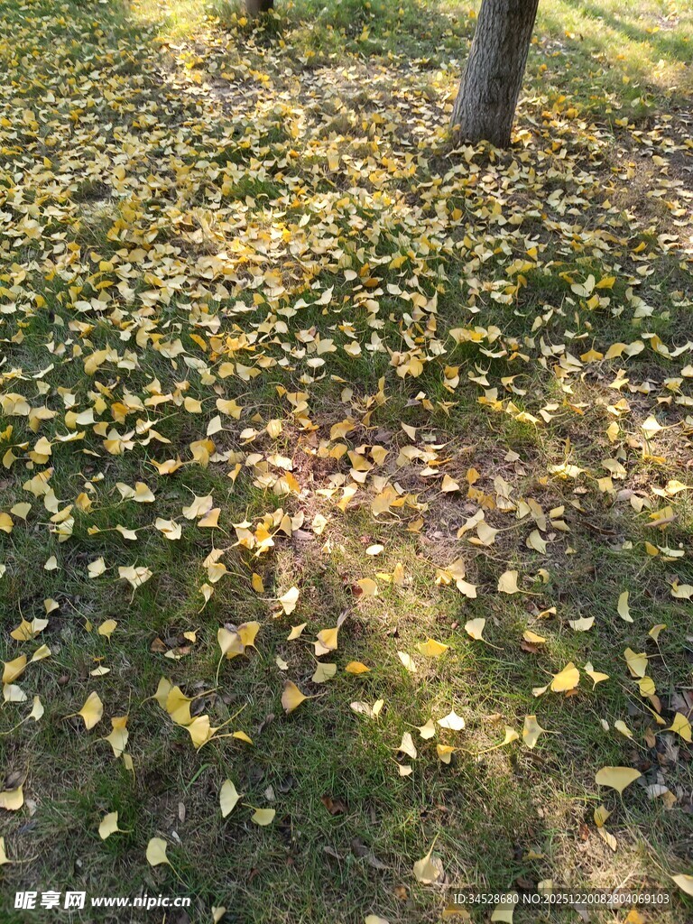 秋日草地落叶美景