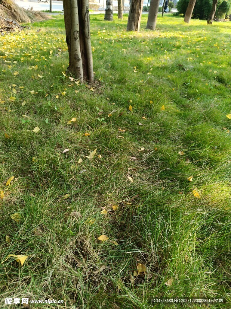 林间草地绿意盎然