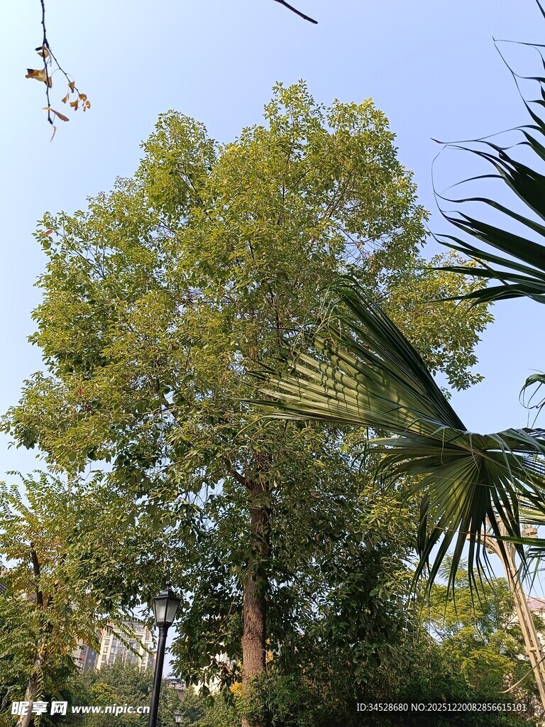 户外葱郁树木景观