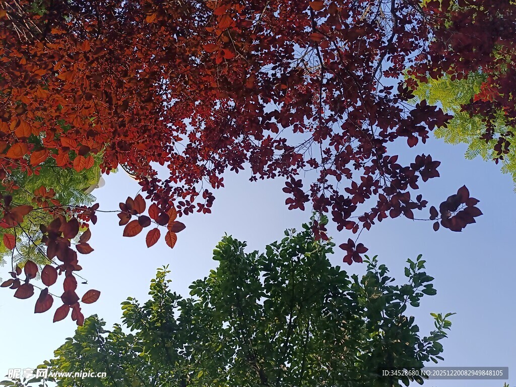 仰视红叶绿树蓝天美景