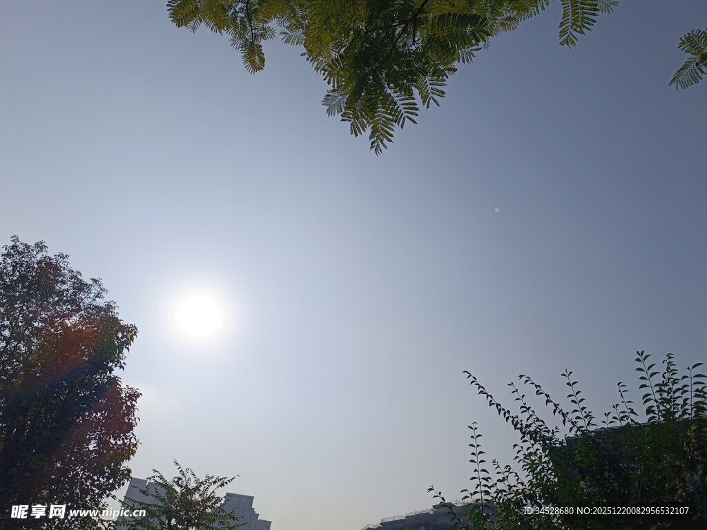 阳光下的绿植与蓝天