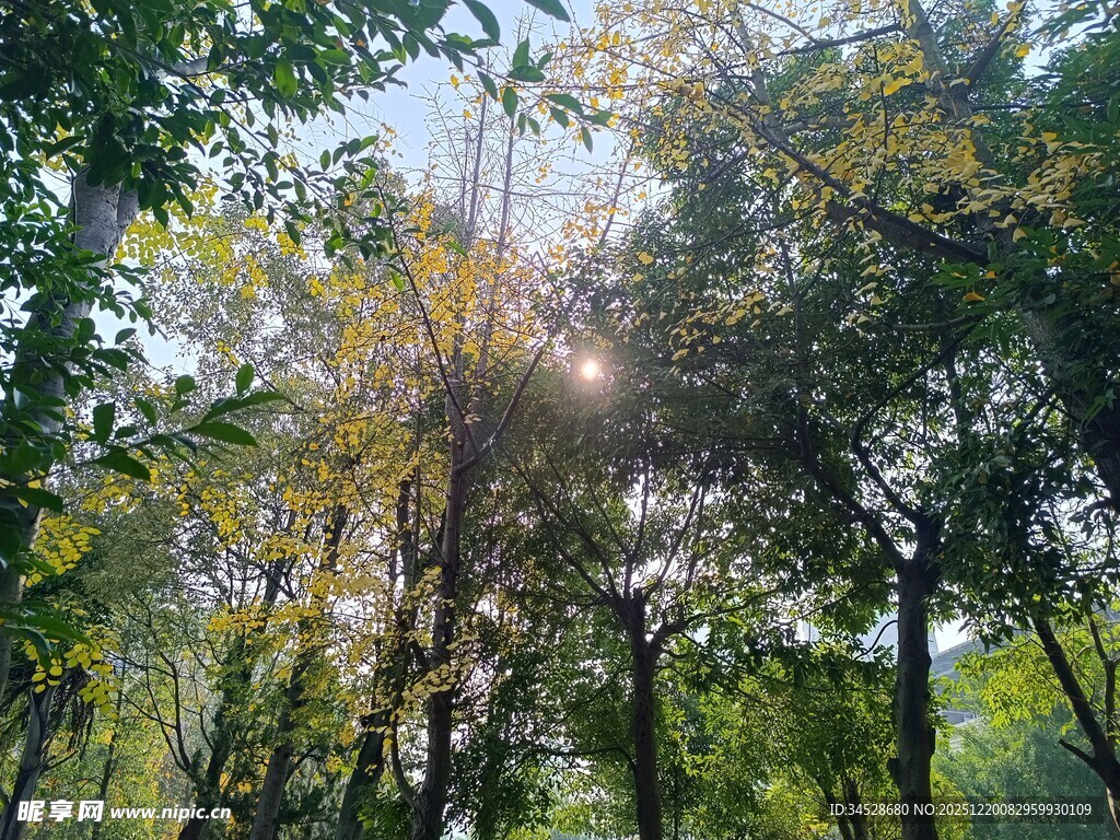 阳光穿透树林的美好景象