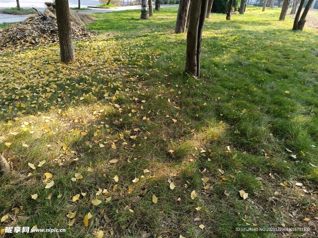 秋日林间草地光影景色