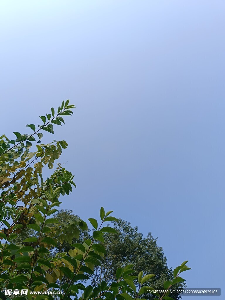 蓝天绿树的清新景致