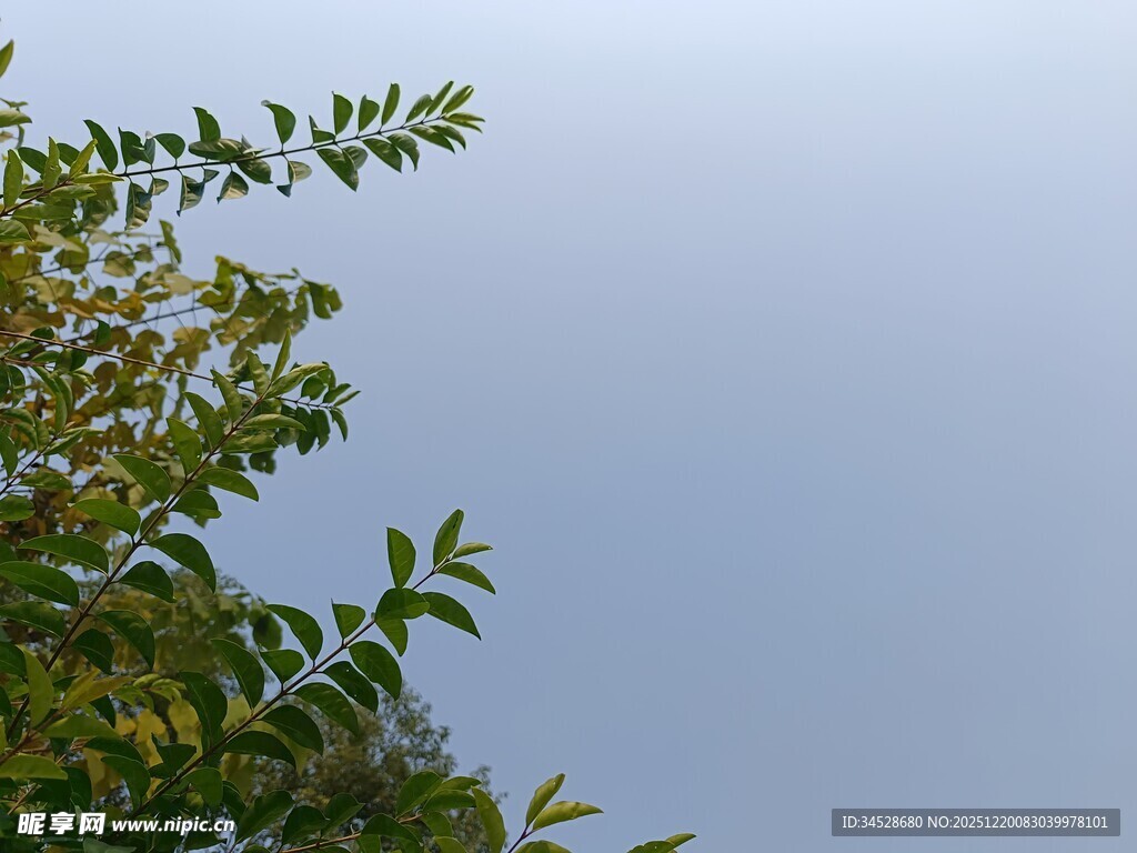 枝叶映蓝天