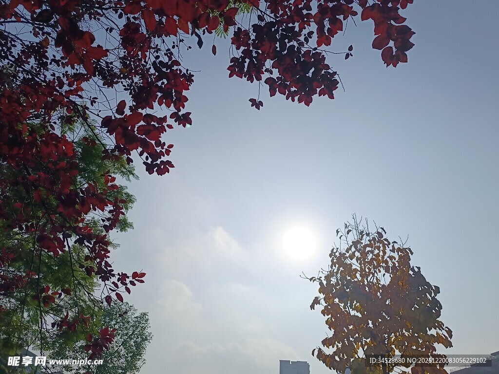 秋日红叶映晴空