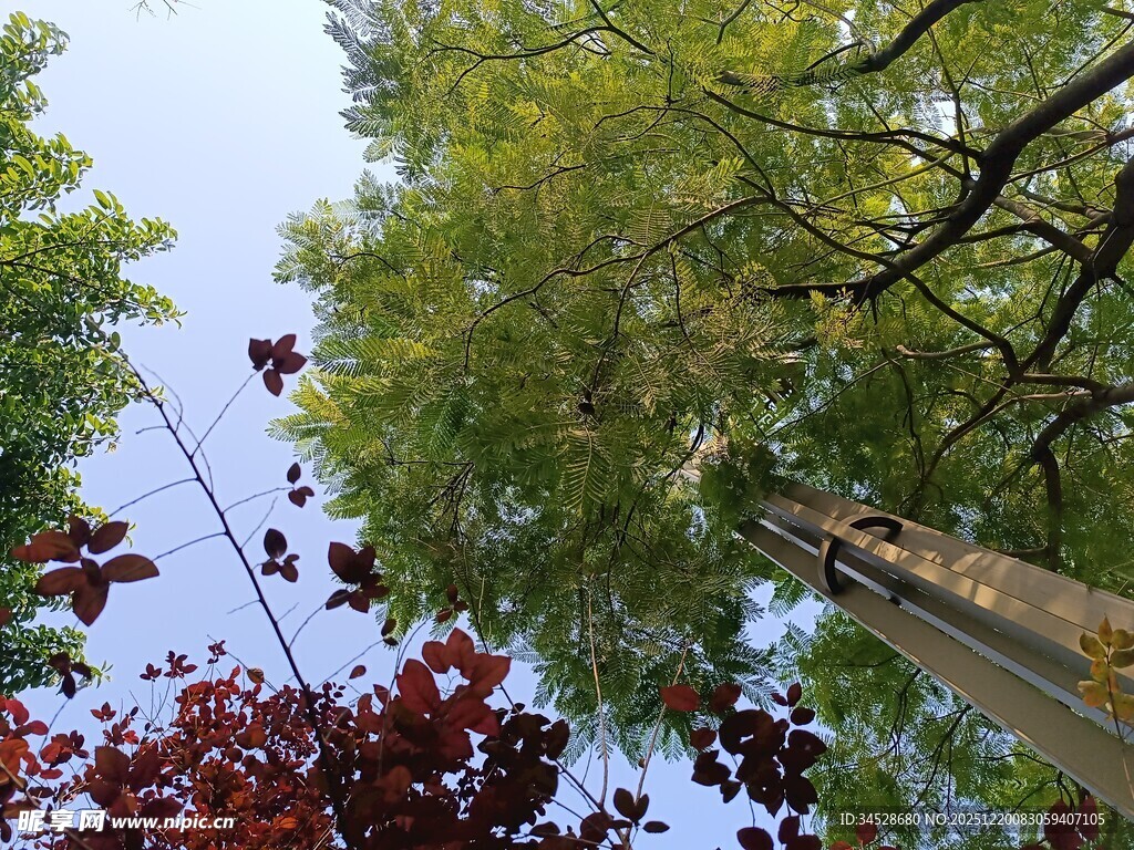 仰观绿树红枫蓝天