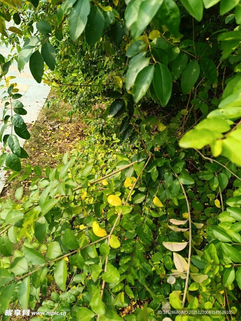 绿叶间的黄色小花