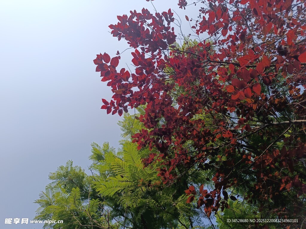 红叶绿树映灰天