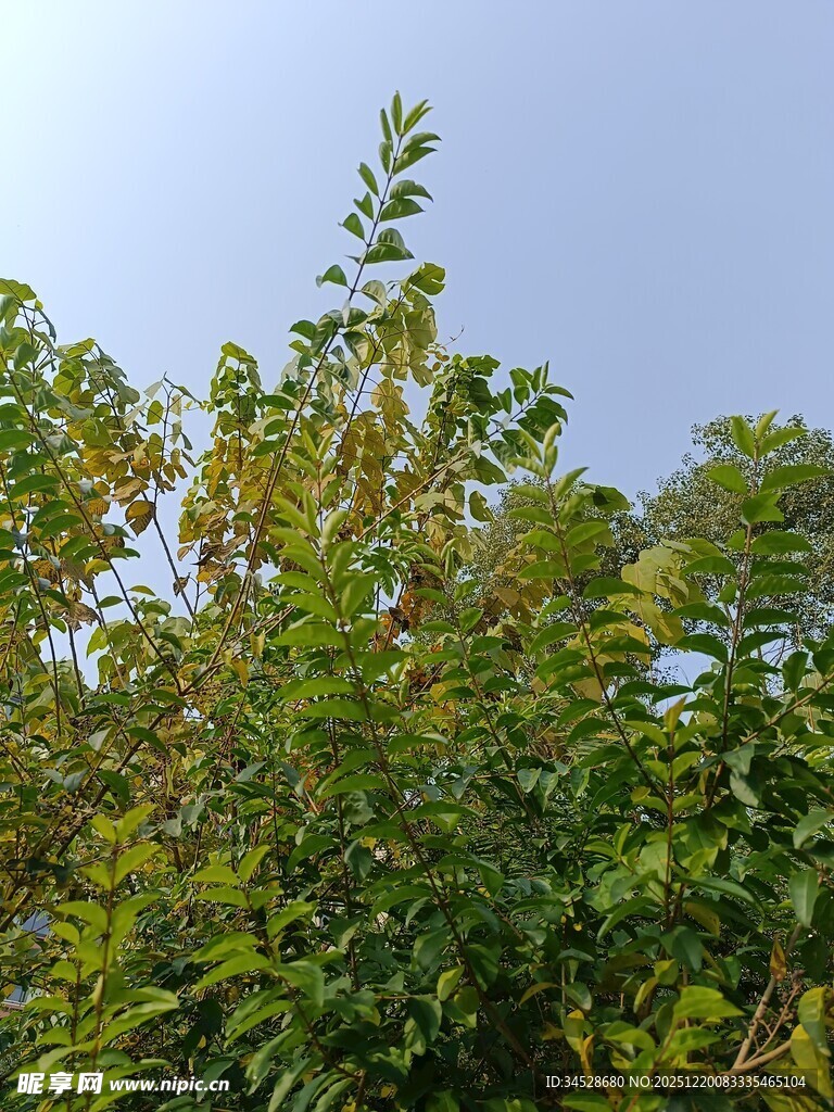 绿意盎然的繁茂树木