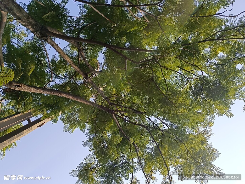 仰视葱郁树木枝叶景观