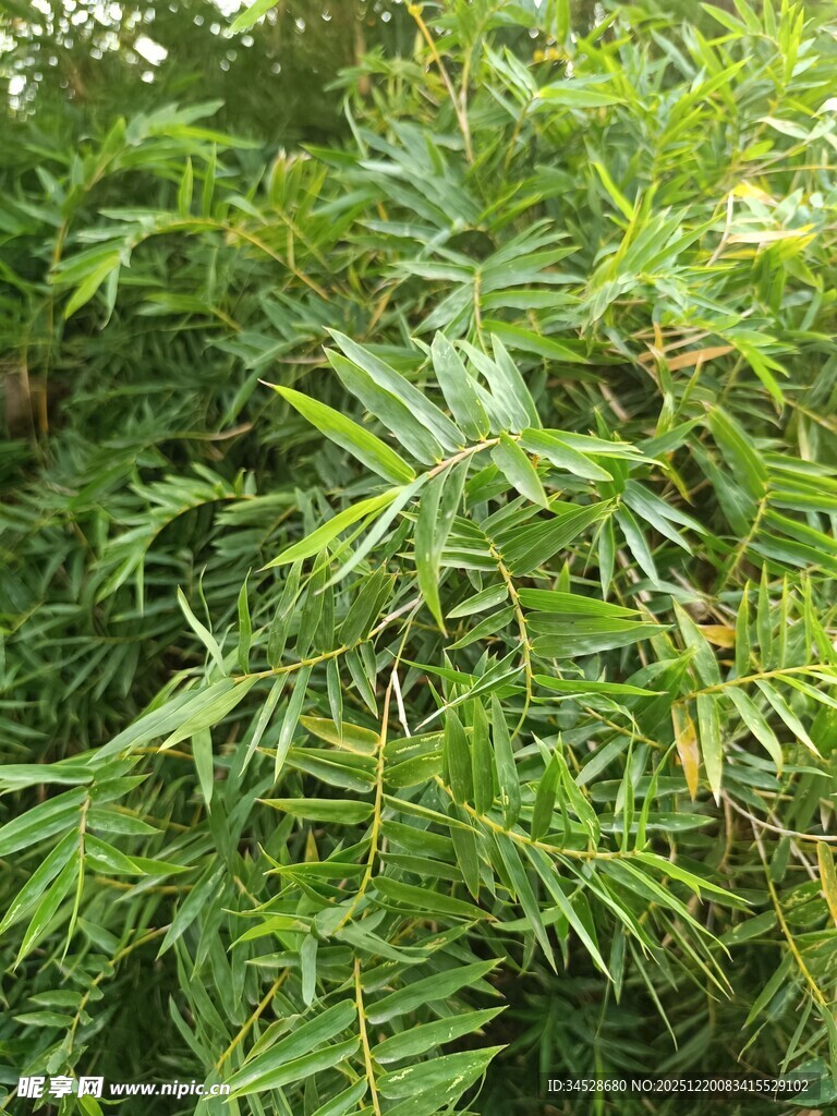 翠绿繁茂的竹林植物景观