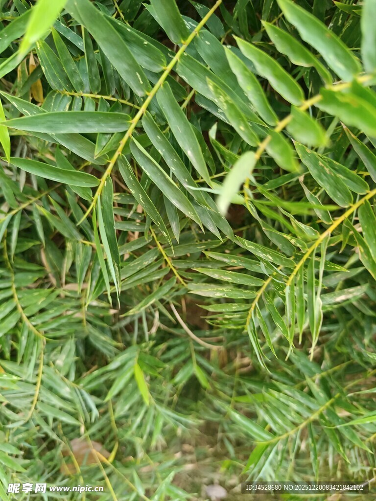 翠绿繁茂的热带植物叶片