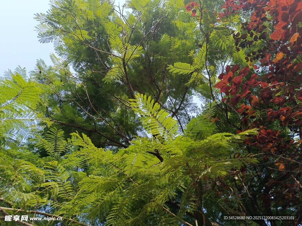 多彩树木的自然景致