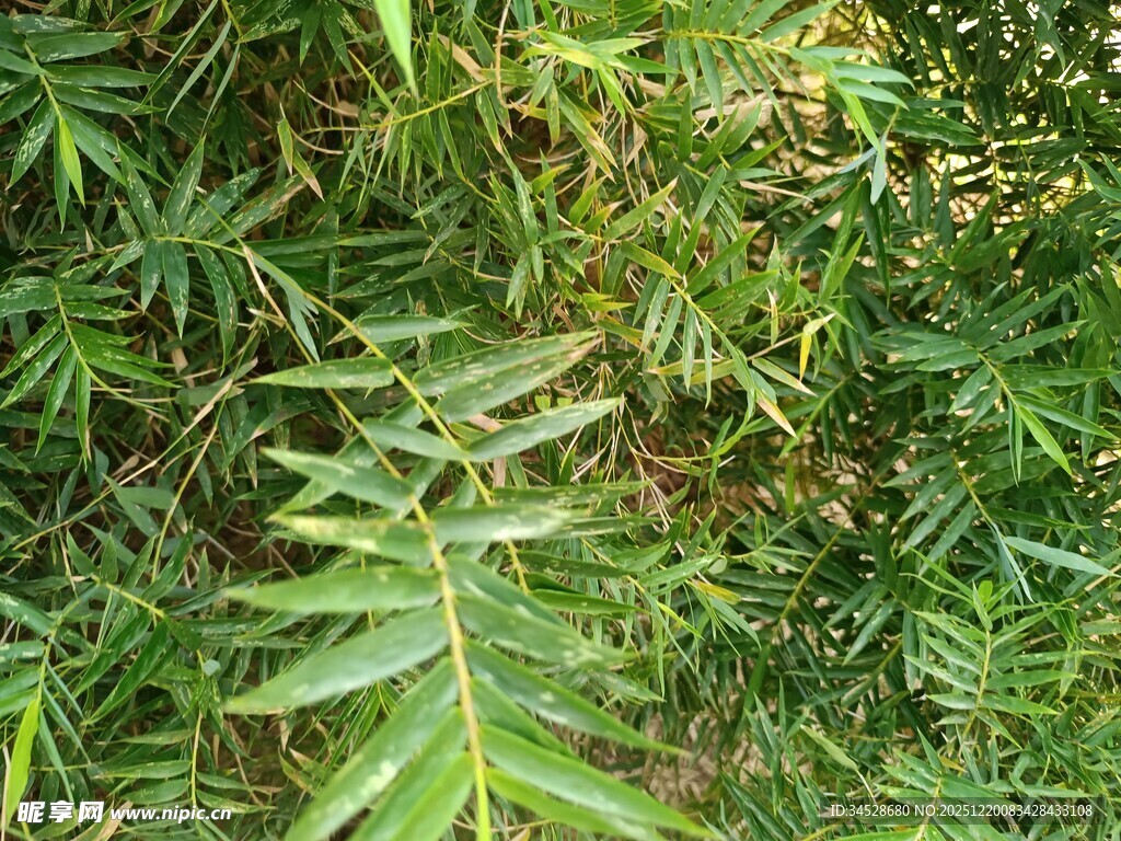 翠绿羽状叶片的植物