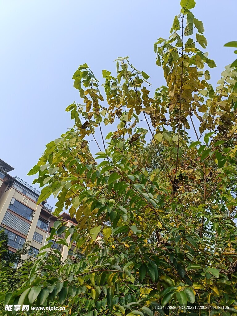 绿叶繁茂的树木与背景建筑