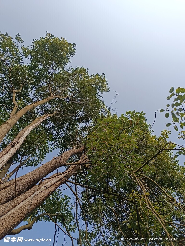 粗壮树干与繁茂枝叶的树木