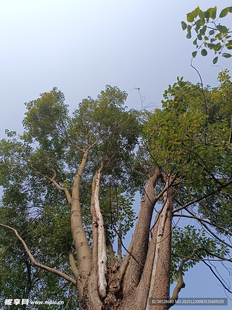 古老大树的独特枝干景观