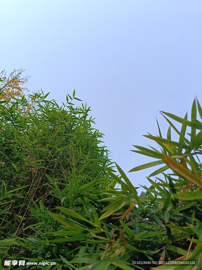 蓝天映衬下的葱郁绿植