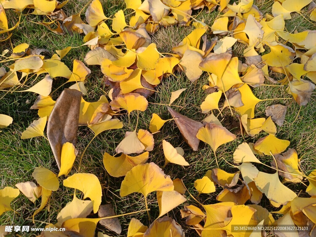 金黄银杏叶铺就秋日美景