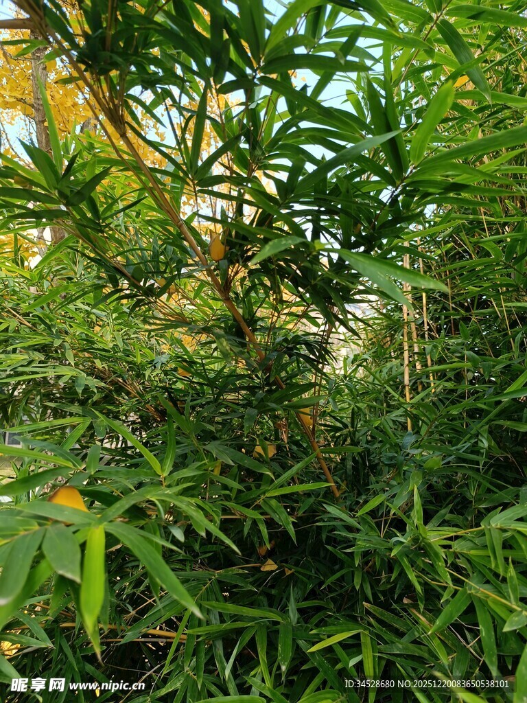 翠绿繁茂的竹林景观