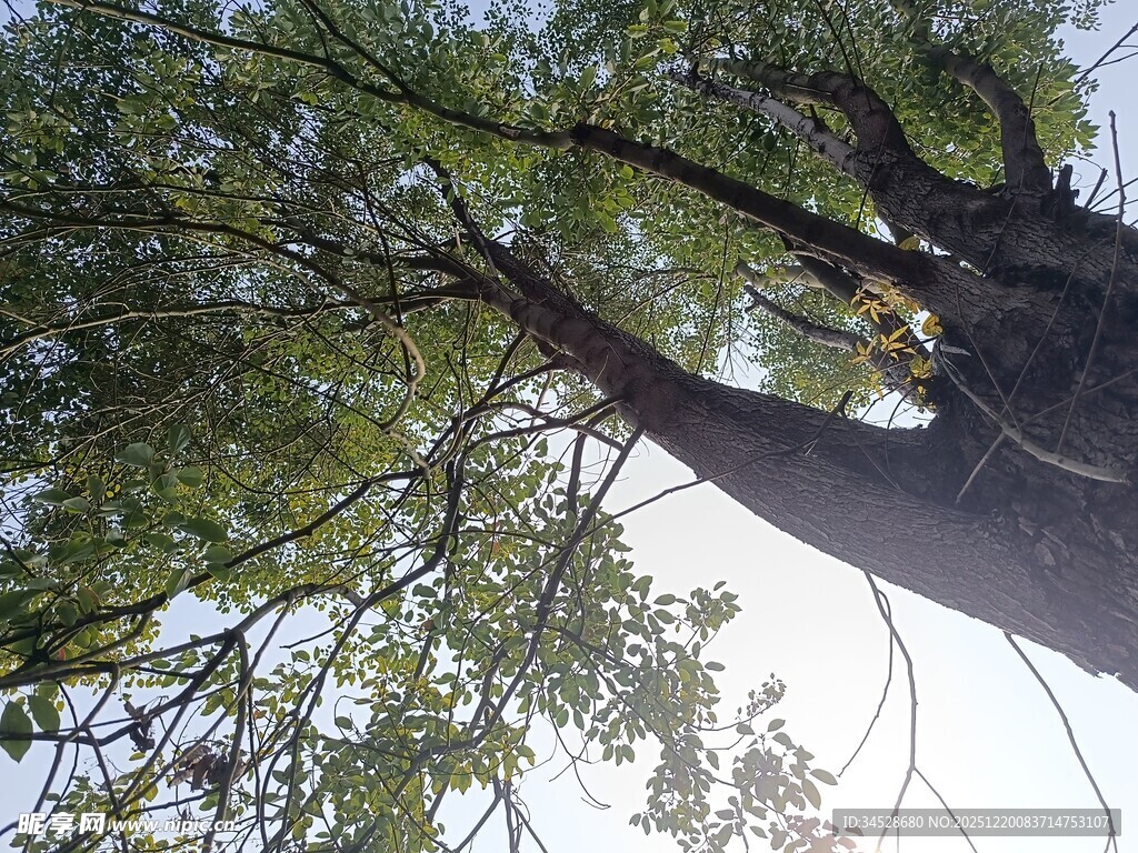 仰视繁茂大树枝叶