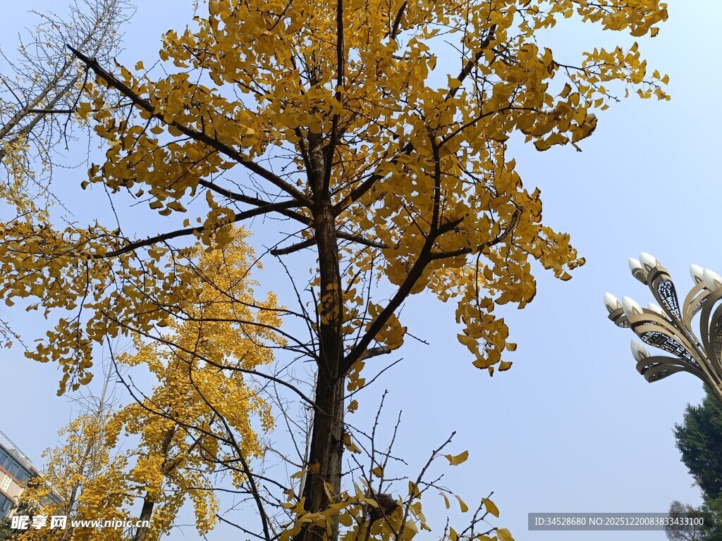 秋日金黄银杏树