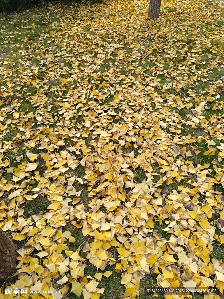 金黄银杏叶铺就秋日美景