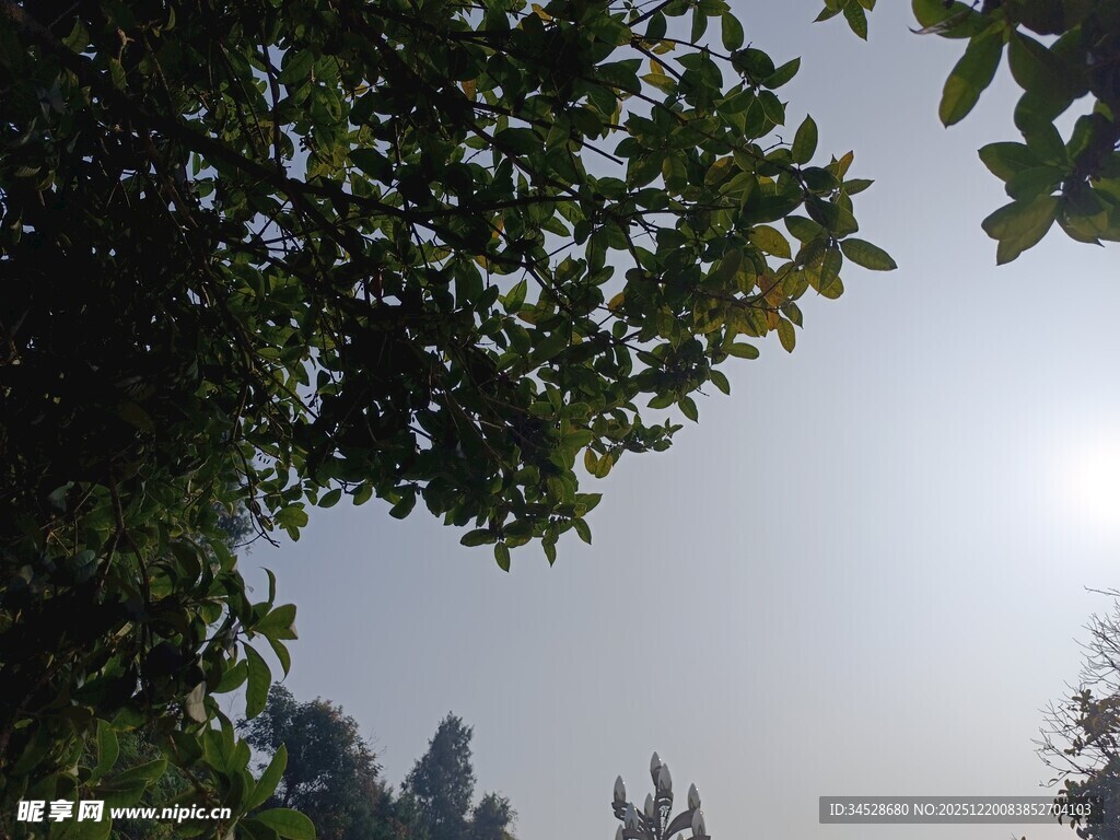 透过枝叶看明亮天空